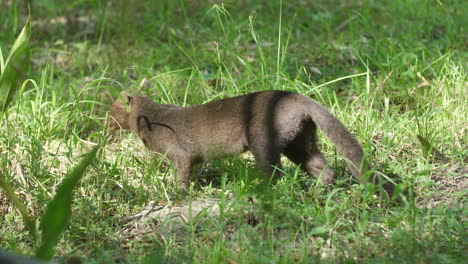 Jaguarundi-(herpailurus-Yagouaroundi)-Comiendo-Hierba-En-La-Guayana-Francesa